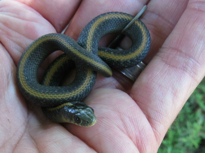 Santa Cruz Garter Snake